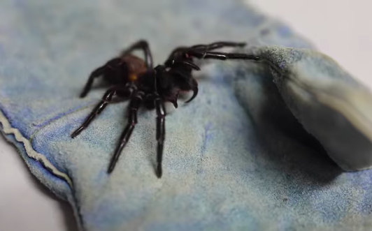 Creepy crawly: Megaspider shocks Australian Reptile Park