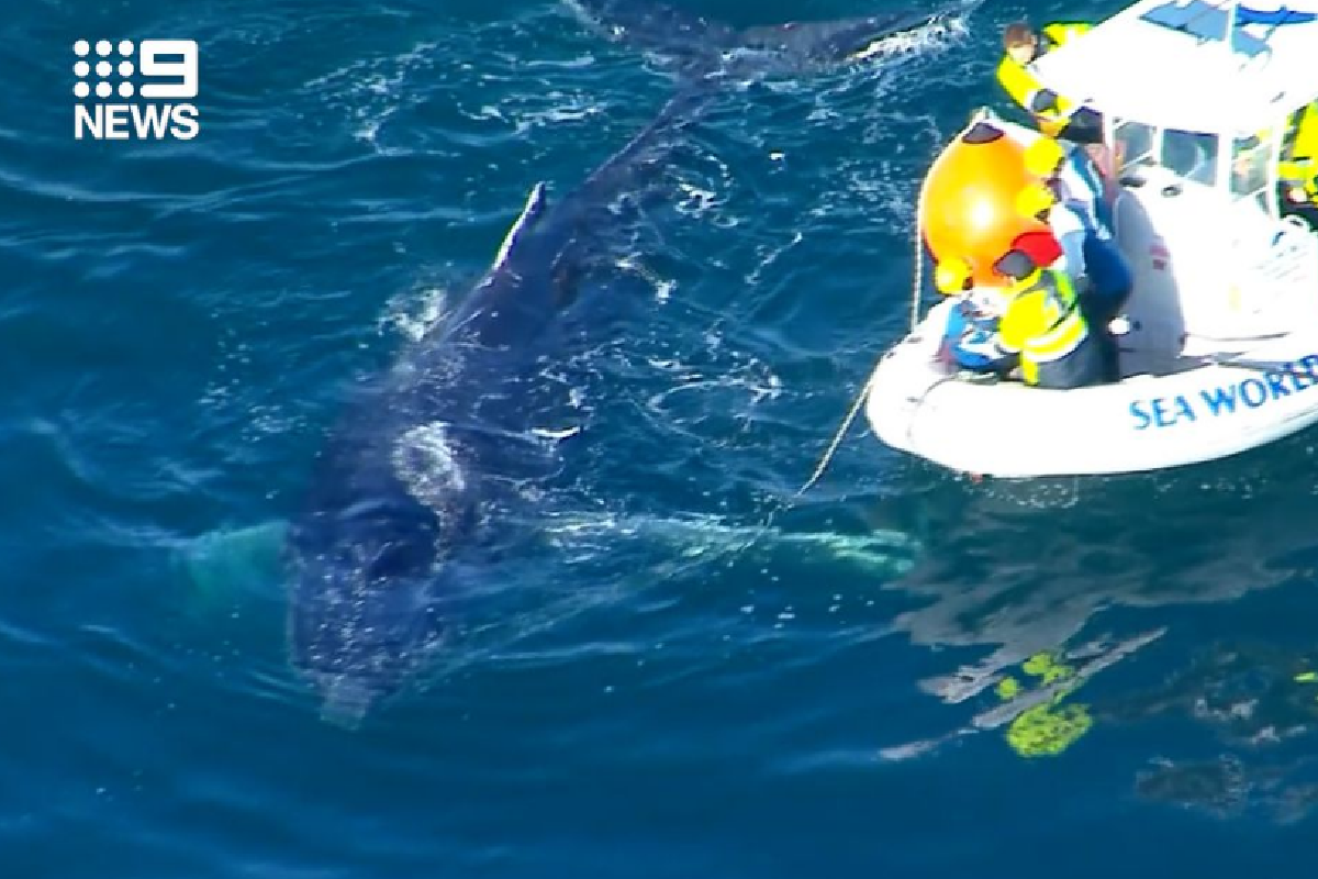 Entangled whale prompts fresh plea to remove '1960s' shark nets