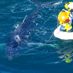 Entangled whale prompts fresh plea to remove '1960s' shark nets