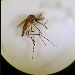 Researchers find a way to sterilise invasive mosquito species