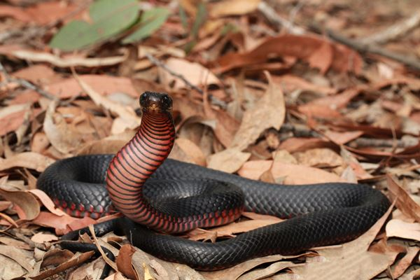 Snake catchers 'flat out' this summer