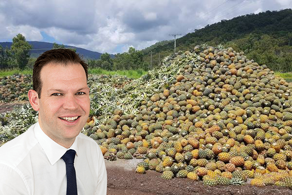 Golden Circle accused of 'abusing the situation' as tonnes of pineapples go to waste