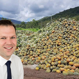 Golden Circle accused of 'abusing the situation' as tonnes of pineapples go to waste