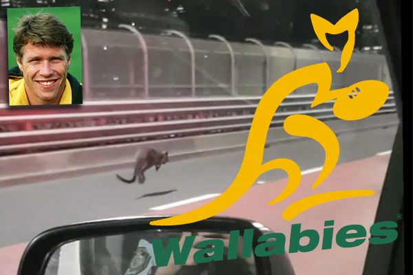 Former Wallabies captain played helping hand capturing runaway wallaby
