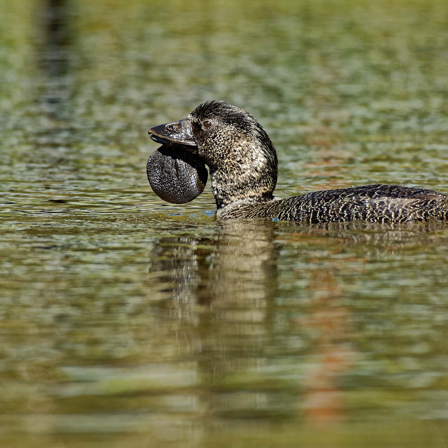 The Australian duck that learnt to swear