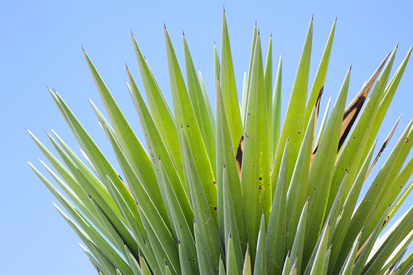 There's a new health warning about this popular backyard plant
