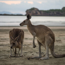 Kangaroos could be the key to faster recovery from ligament and tendon injuries