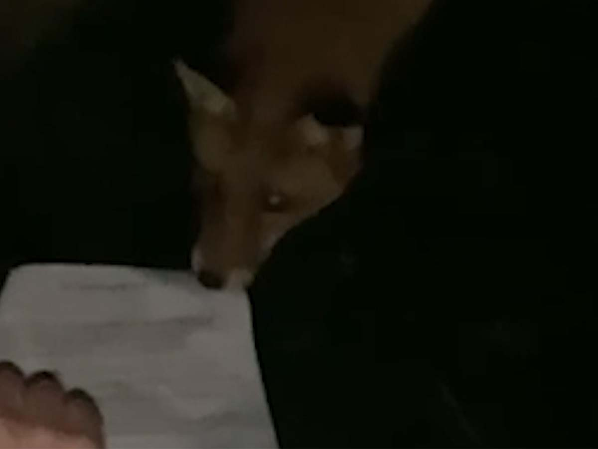 Rumour file: Bold fox snatches permission form from student
