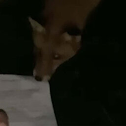 Rumour file: Bold fox snatches permission form from student