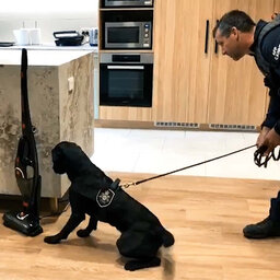 How tech dogs are sniffing out criminals