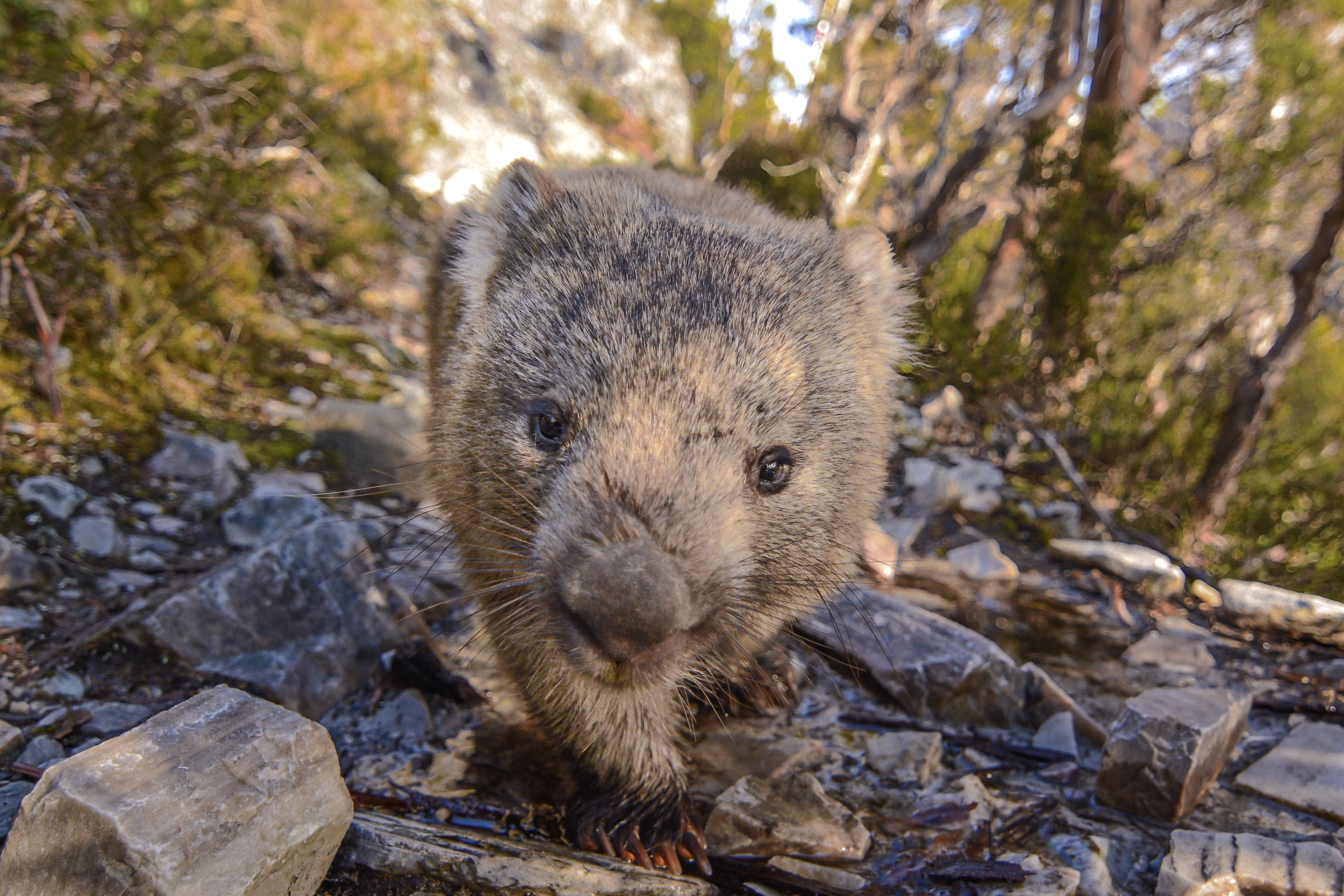 Austrians are campaigning to get this Australian animal at the Vienna Zoo