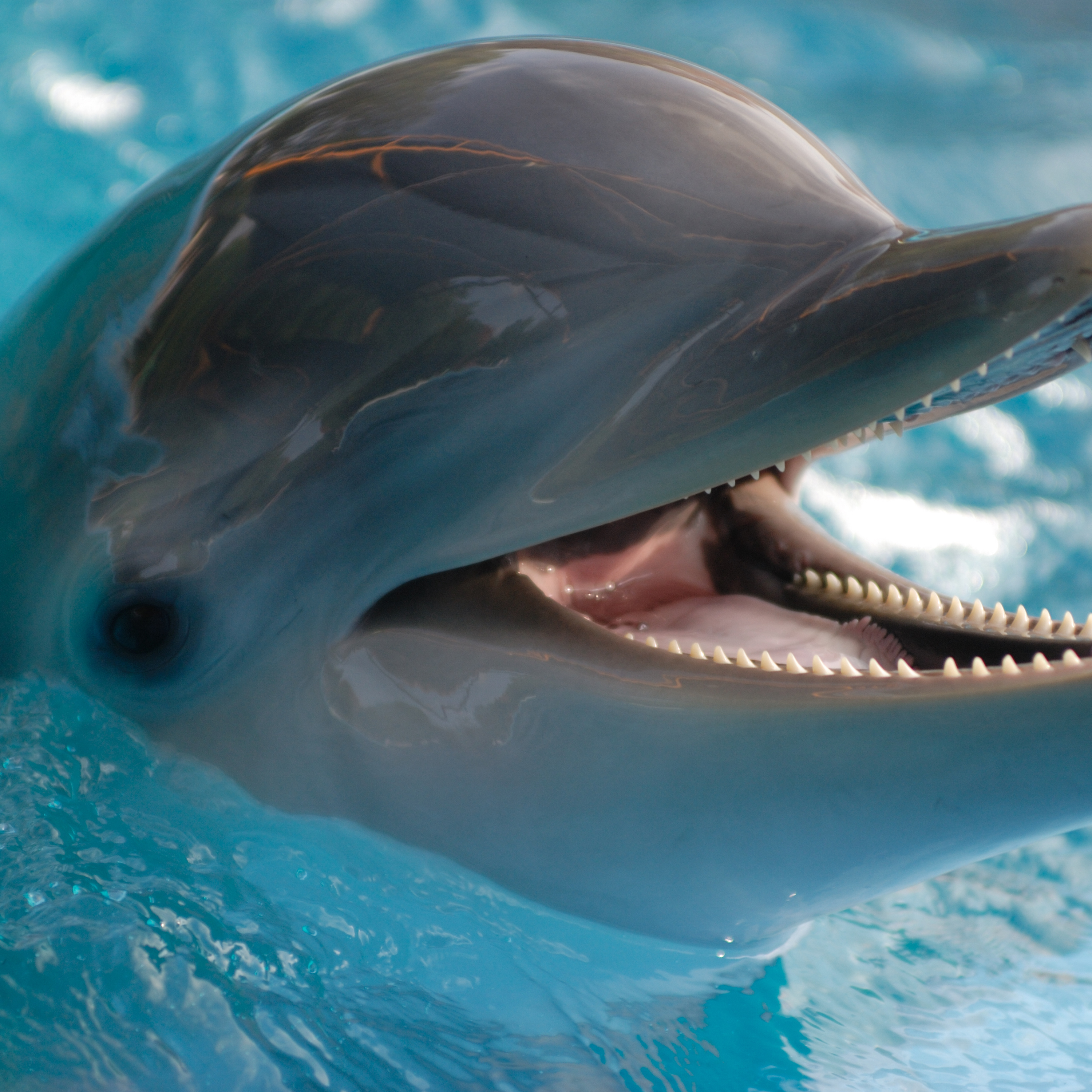 Why dolphins have resorted to 'shouting' at each other