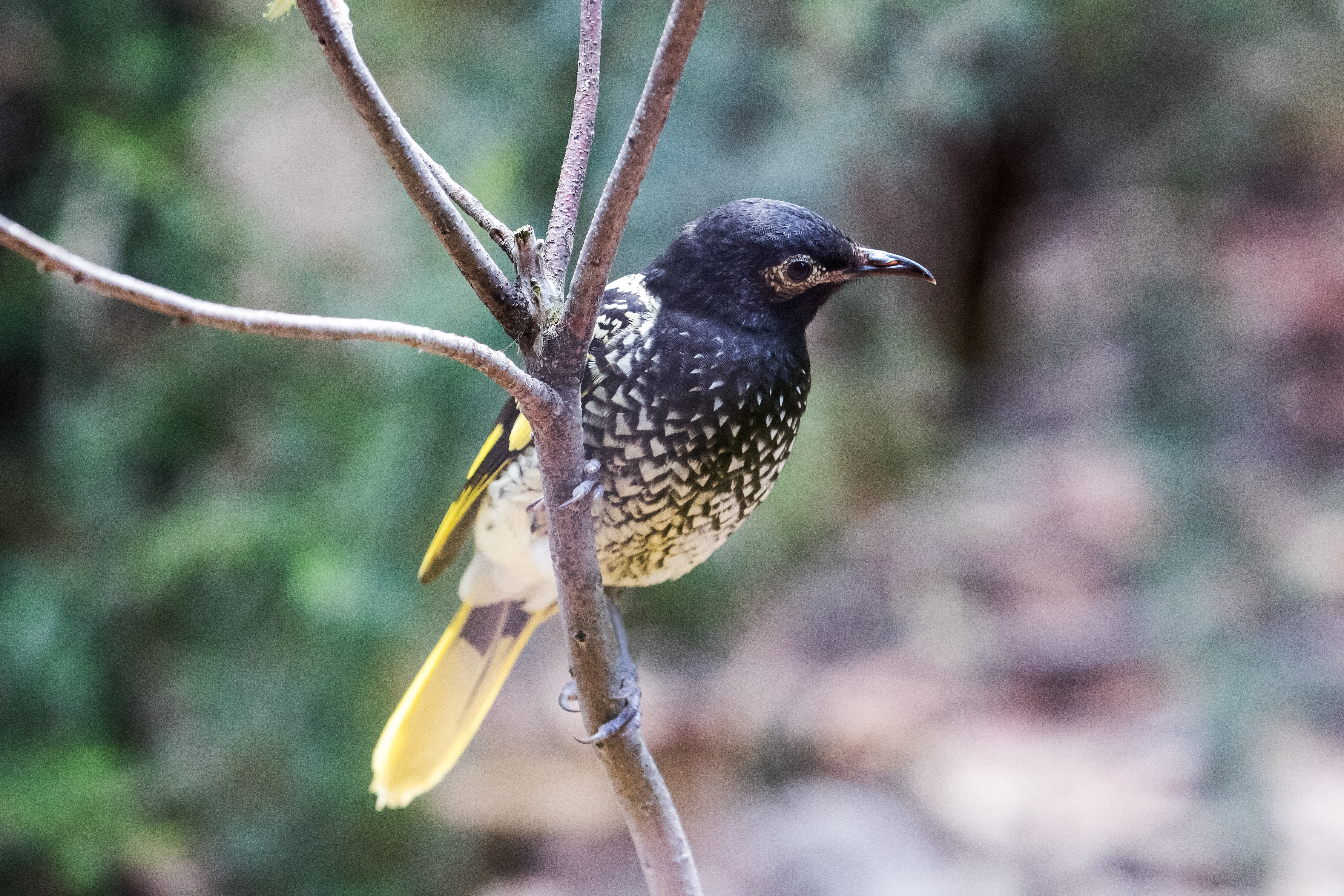 Expert explains why the regent honeyeater has forgotten its song (and what a 'difficult bird' is)
