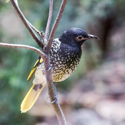 Expert explains why the regent honeyeater has forgotten its song (and what a 'difficult bird' is)