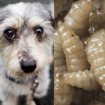 3AW Breakfast decides on the worst animal insult you can be given