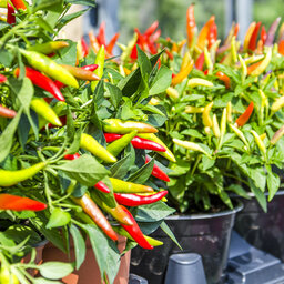 People who regularly eat chilli live longer, according to a new study