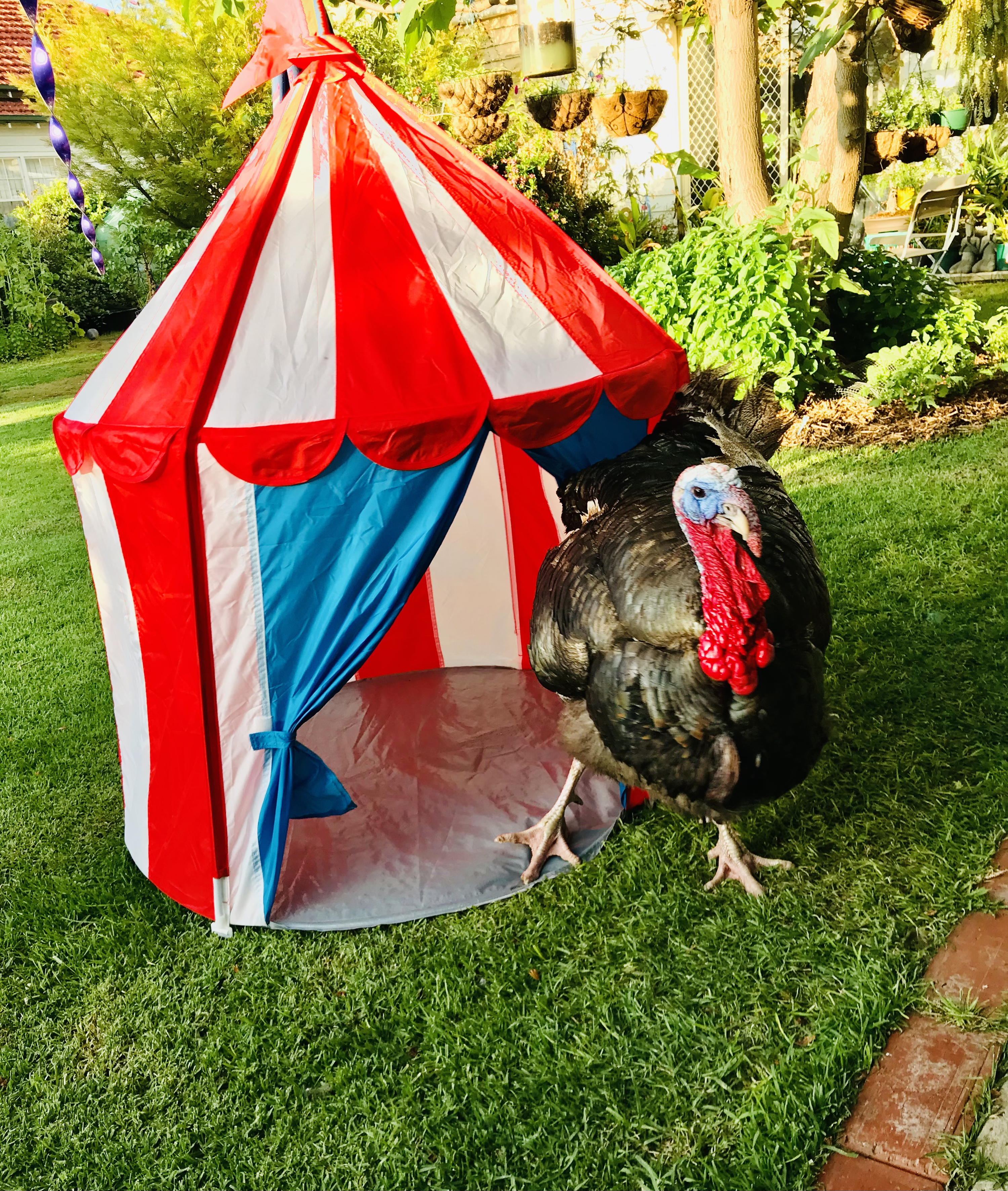 Pet turkey becomes the star of a Victorian town