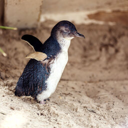 Victorians urged to keep an eye out for young penguins washed ashore