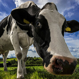 'Miracle' methane-slashing pill for cows hits market