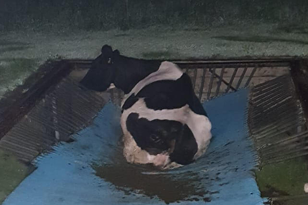 Cow stuck in an interesting situation in Gippsland