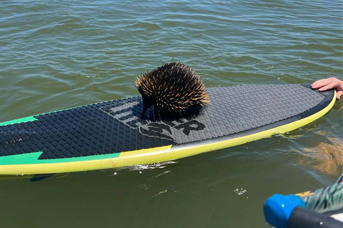 'Struggling' echidna rescued from middle of lake