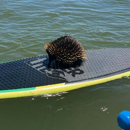 'Struggling' echidna rescued from middle of lake
