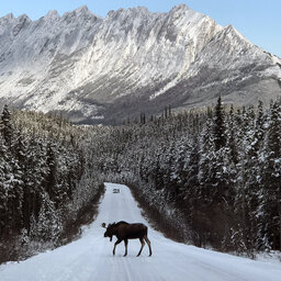 Why Canadians have been told not to let moose lick their cars