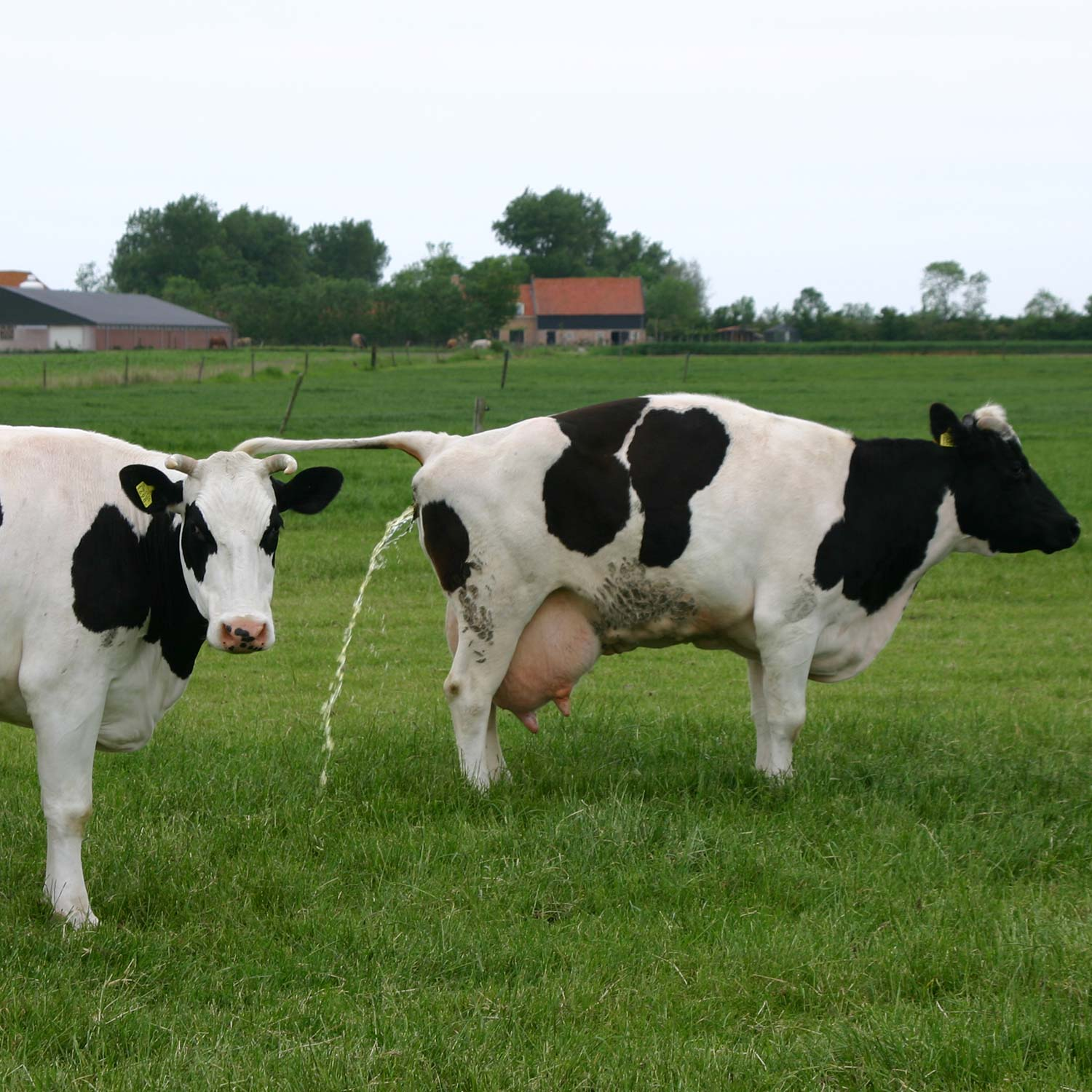 Why New Zealand researchers are teaching cows to use a toilet