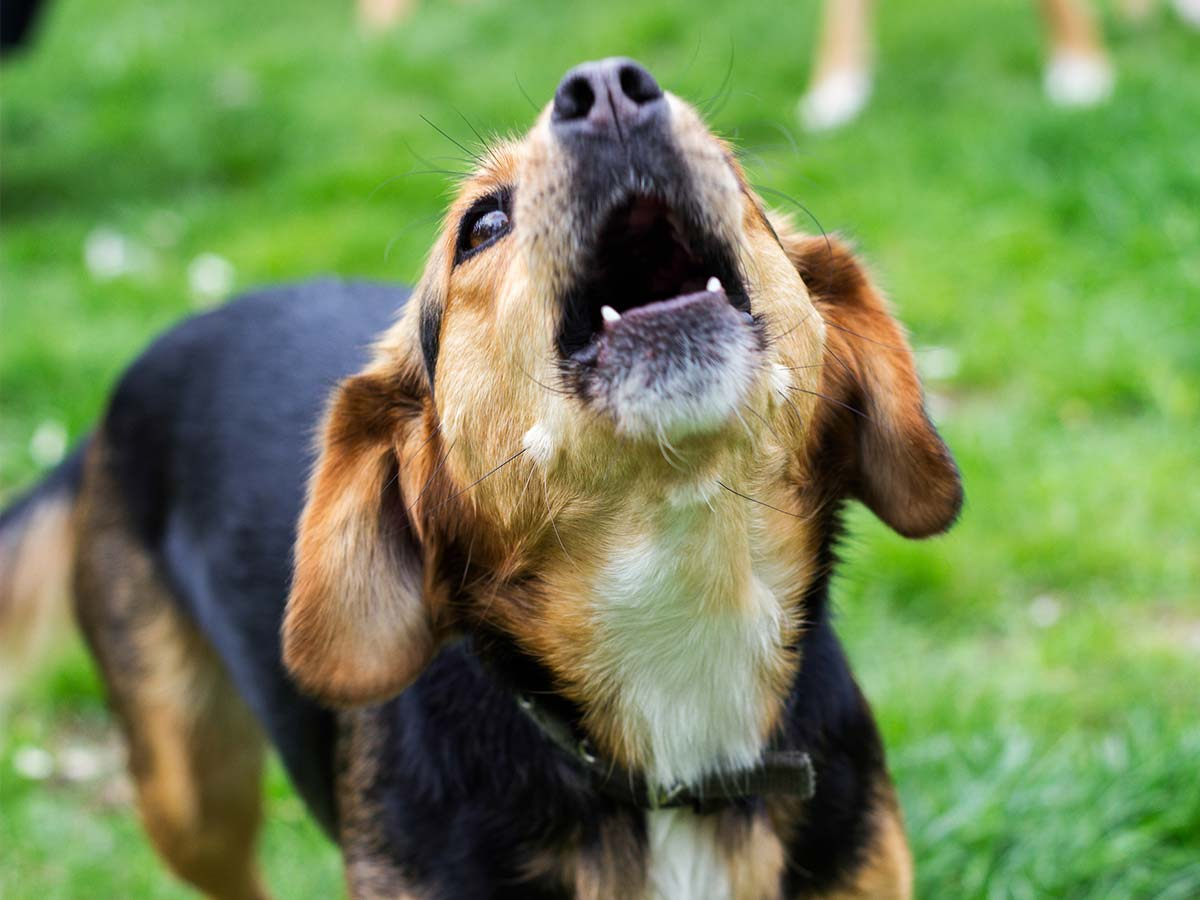 'Could someone...': Hilarious on-air moment sparks funny talkback