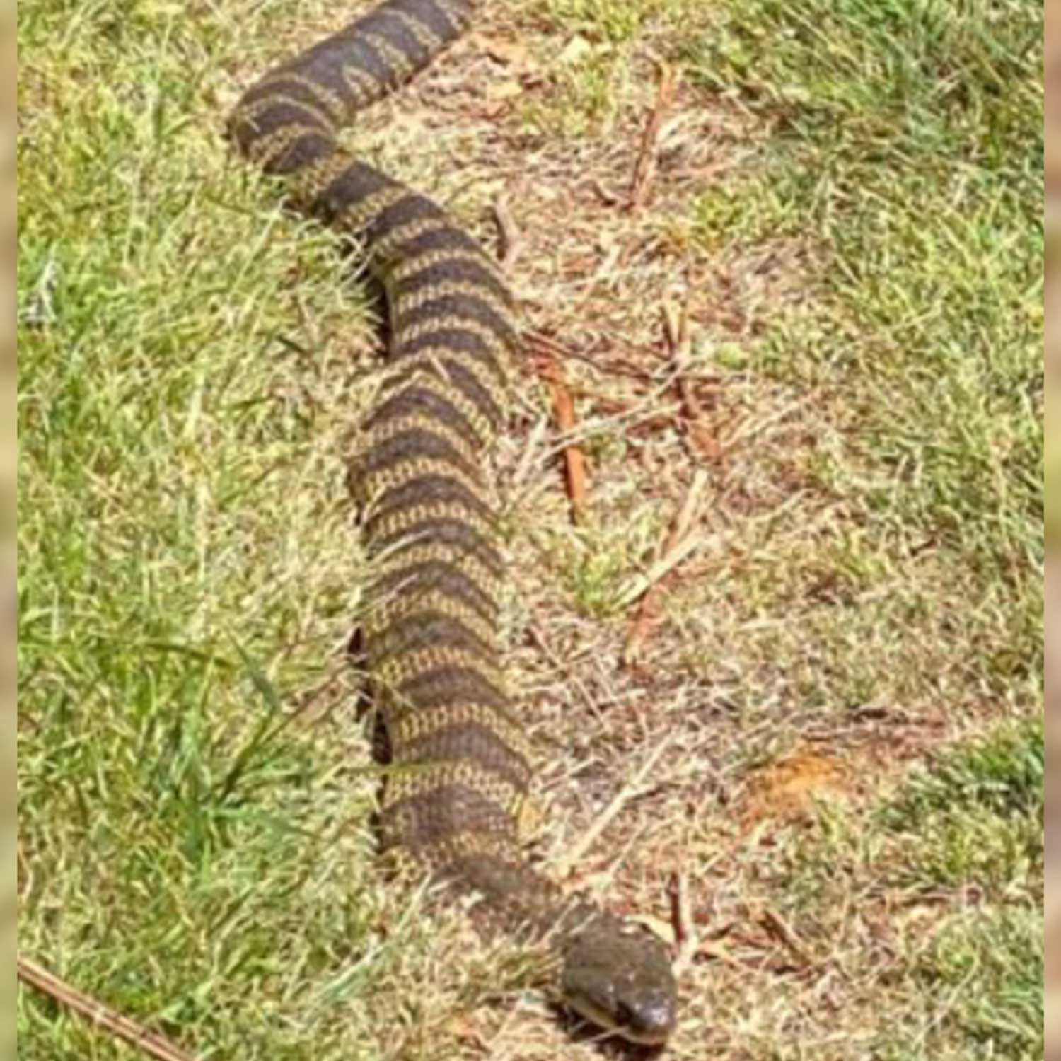 RUMOUR FILE: Huge Tiger Snake refuses to budge after over-indulging at lunch
