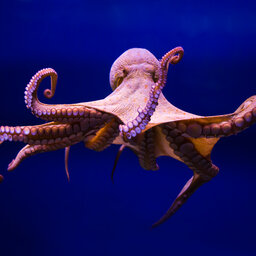 Why octopuses have been spotted punching fish