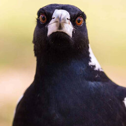 The one 'foolproof' way to avoid being swooped by a magpie