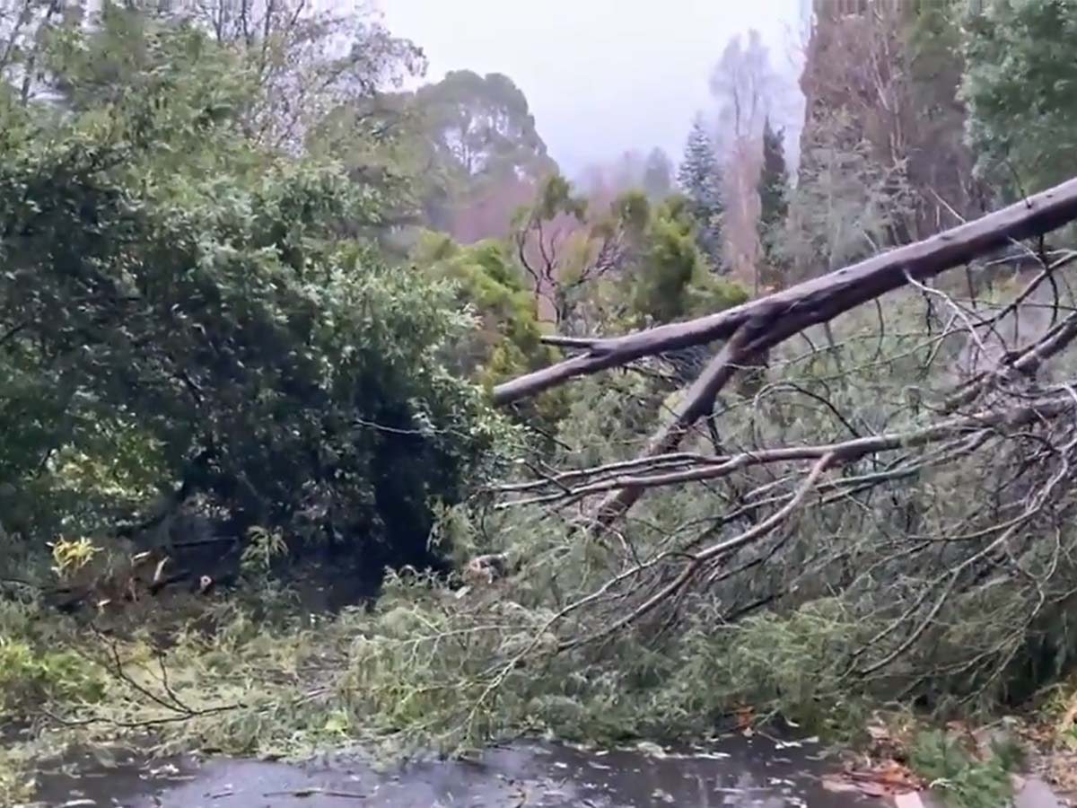 Thousands of Victorian homes will be without power for another three weeks