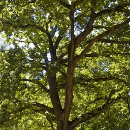 Victoria's Tree of the Year has been named