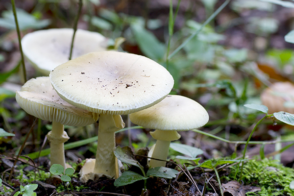 'You can die': Serious mushroom warning issued to Victorians
