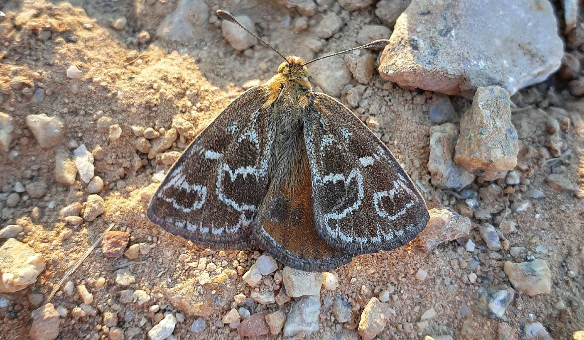 Wangaratta man finds a critically endangered species while walking his dog
