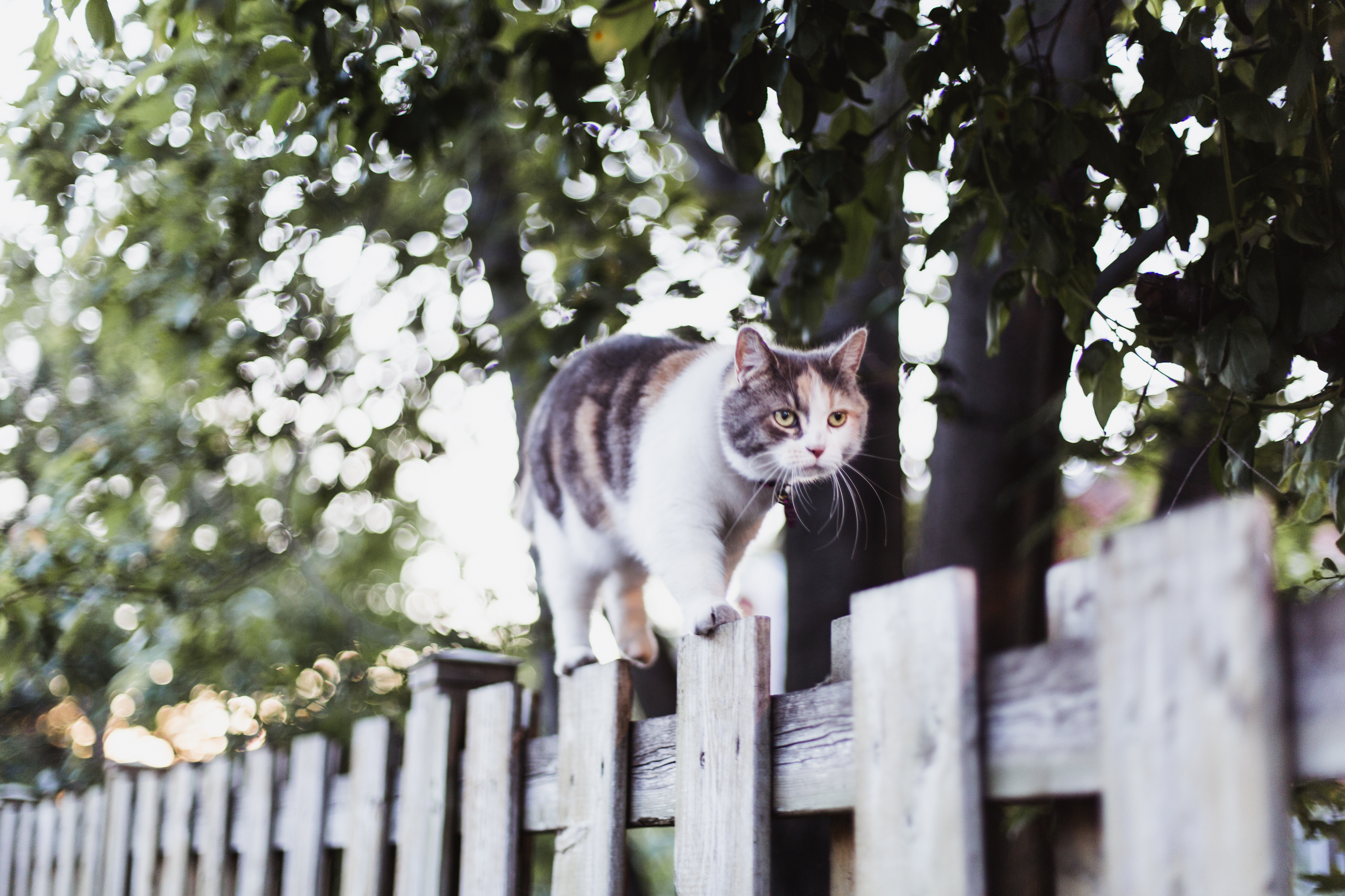 Some Melbourne residents to face fines if their cat strays from home at any time of night or day