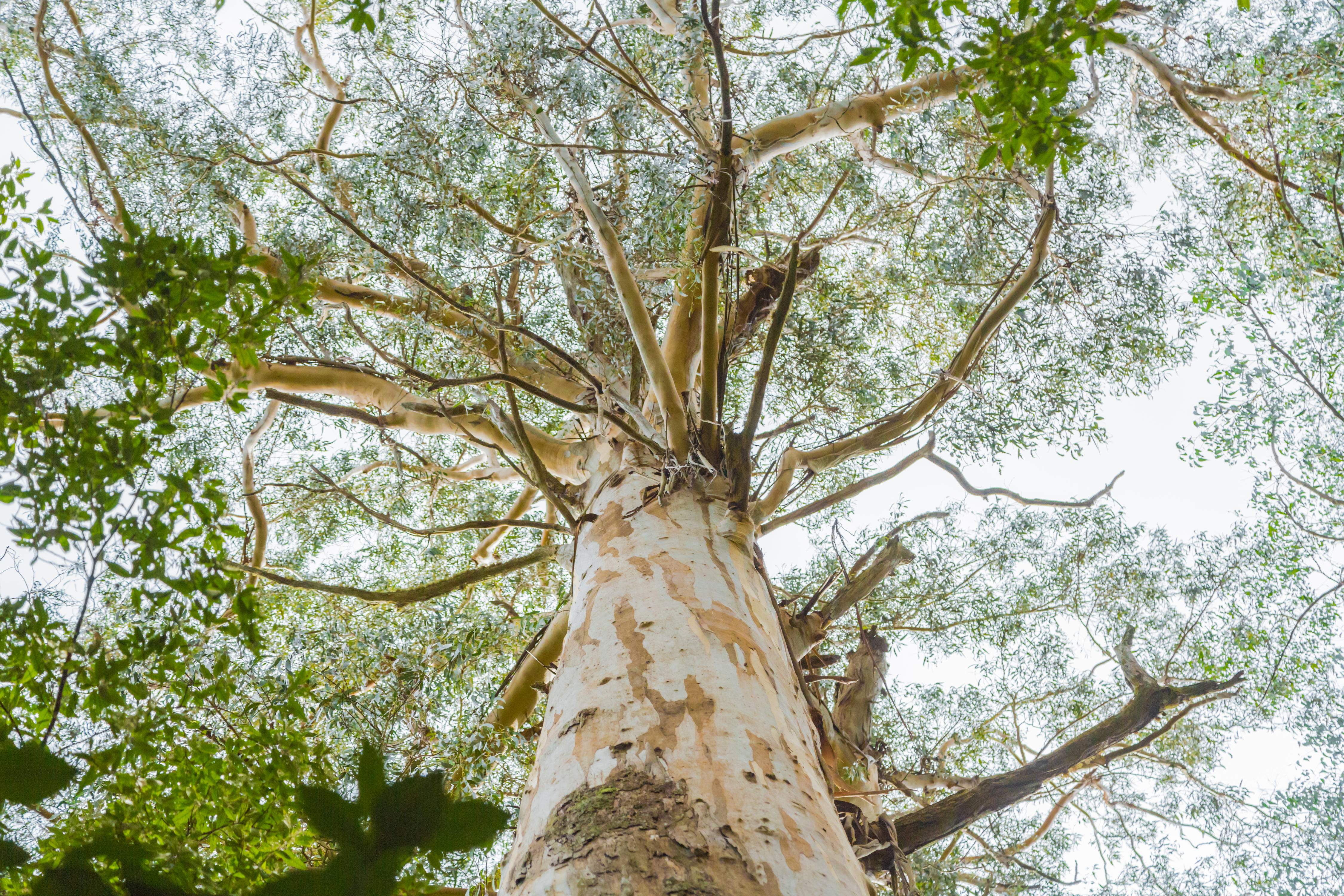 Nine trees in the running for Victoria's 'Tree Of The Year' award