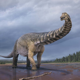 In the big league: Where you can see the largest dinosaur ever found in Australia
