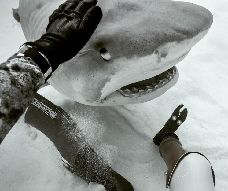 A group of surfers, including two who lost limbs in shark attacks, launch a global initiative aimed to stop shark culls