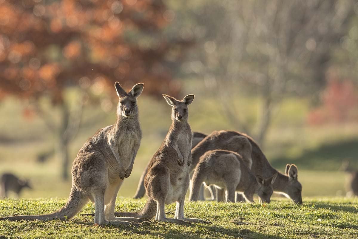 Why Oregon is trying to ban the sale of kangaroo parts