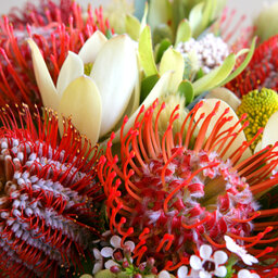 Native Australian flowers are being grown overseas and imported for sale