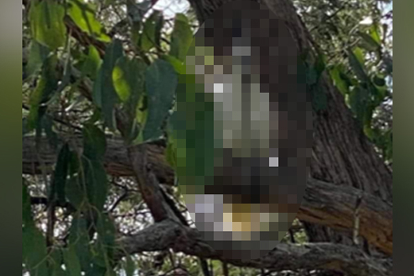Cockatoos shot with arrows in disturbing case of animal cruelty
