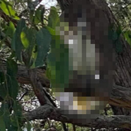Cockatoos shot with arrows in disturbing case of animal cruelty