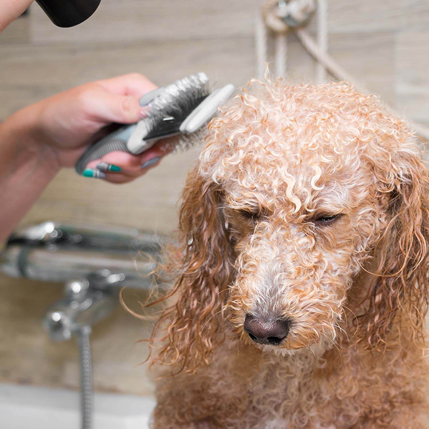 Mobile pet grooming gets the green light after government backflip