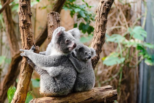 Is it illegal to hold a koala?