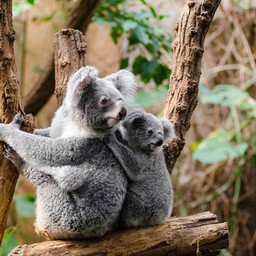 Is it illegal to hold a koala?