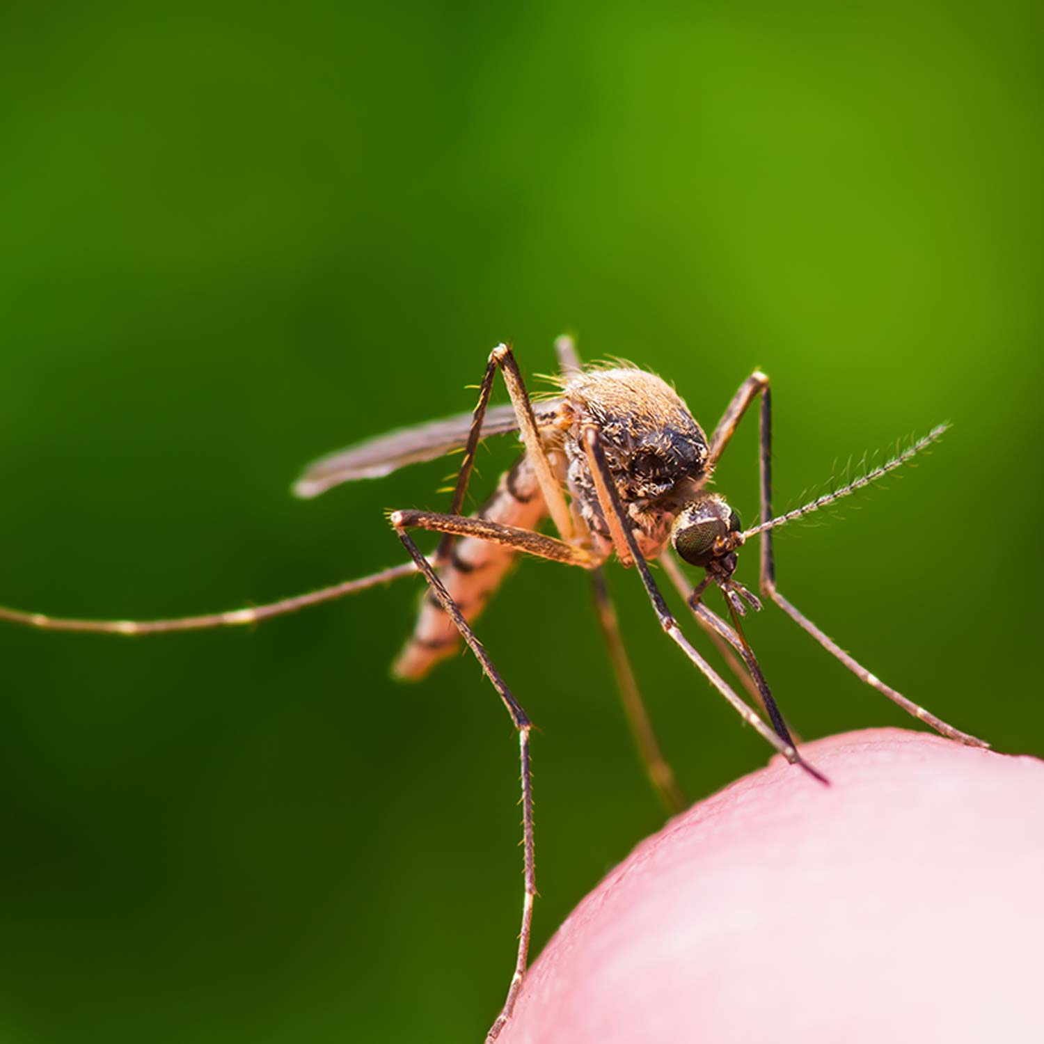 Australian researchers can now 'virtually eradicate' an introduced 'disease-ridden' mosquito species