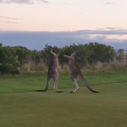 Boxing kangaroos punch on at Mornington Peninsula golf course