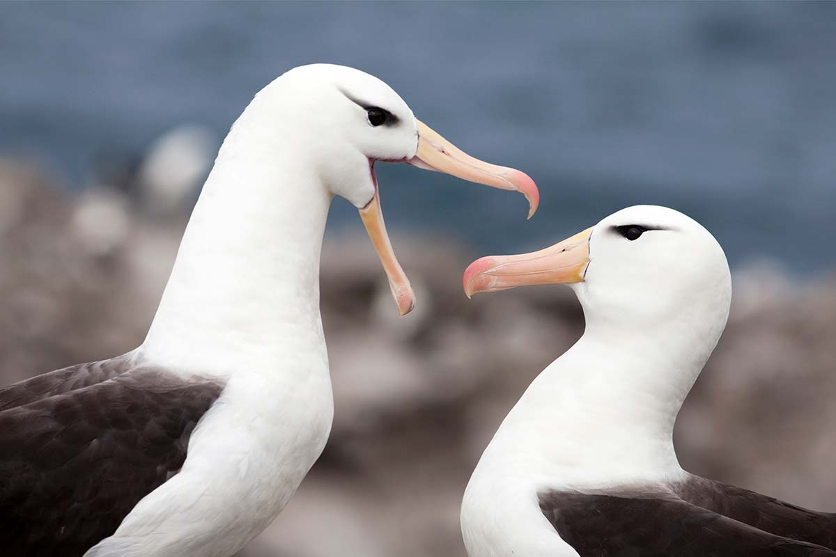 Why albatross divorce rates are on the rise